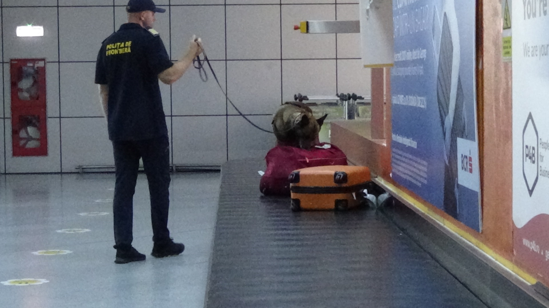 VIDEÓ – Drogkereső kutya akcióban a kolozsvári repülőtéren