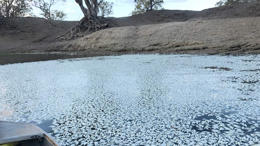 Több millió halt pusztult el az ausztráliai Darling folyóban