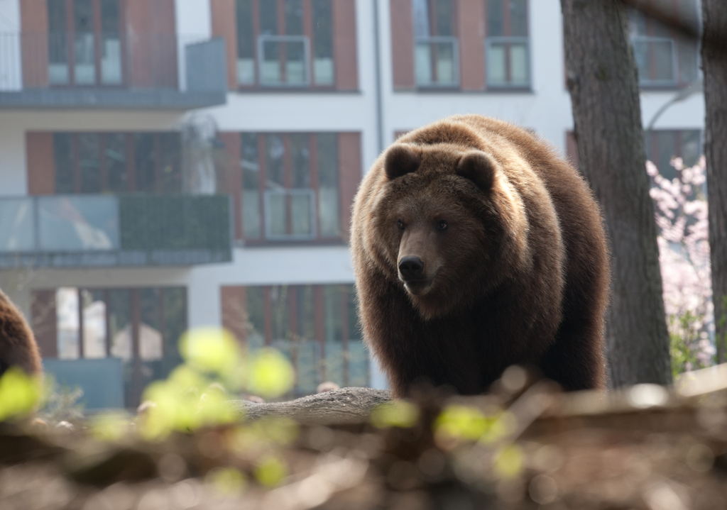 Nagyszebenben kószáló medvét keresnek a hatóságok