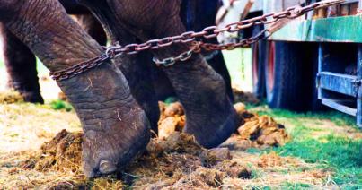 Mostantól törvény tiltja a vadállatok szerepeltetését cirkuszokban
