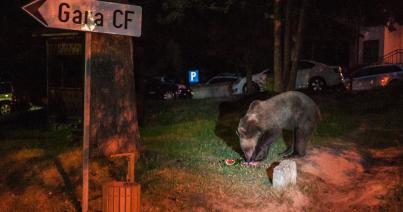 Megszámoltatná a medvéket a környezetvédelmi miniszter