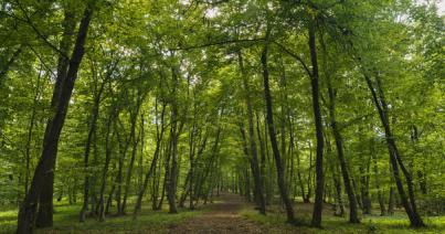 Aláírásgyűjtés a Hója erdő megmentésére