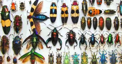 Kulturális rovarok