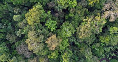 Szénelnyelőből szénkibocsátóvá válnak a brazil erdők