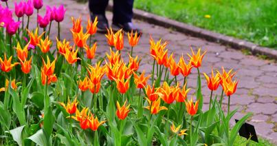 Színpompás tulipánok a kolozsvári botanikus kertben