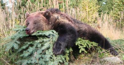 Bejelentették, hány medvét lőttek ki Romániában 2019 júliusa óta