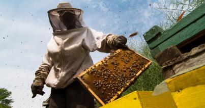 Méhek és lepkék nélkül éhezni fog a világ lakossága?