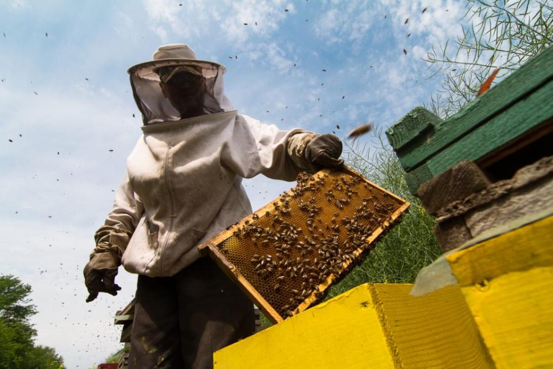 Méhek és lepkék nélkül éhezni fog a világ lakossága?
