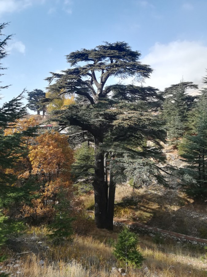 Libanon jelképe, a cédrusfa