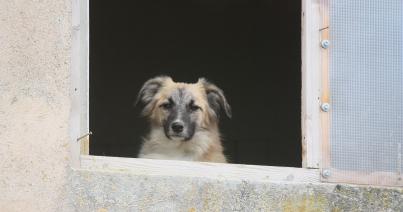 Ezer kutya, macska kerül sintértelepre a megszűnő menhelyről