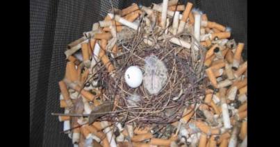 „Belefullad” a cigarettacsikkekbe a tengerpart