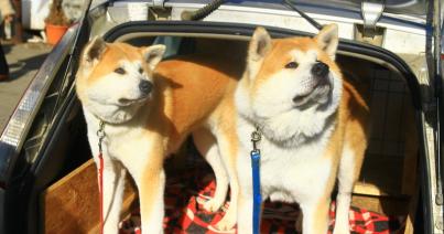 Ebidomok és fegyelmezett agyak a Dog Show 2017-en