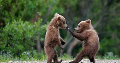 Miniszteri rendelet a veszélyesnek minősülő medvék és farkasok kilövésére