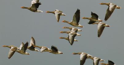 Holnap: EuroBirdwatch 2017 Telekfarkán