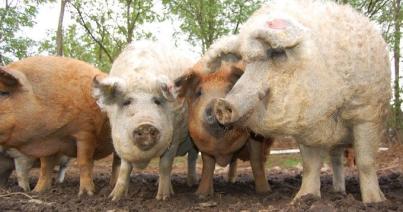 Ingyen adna malacokat a mangalica és báznai sertésfajták tenyésztőinek a kormány