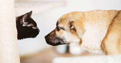 Petsonality: mert az állatoknak is van személyiségük