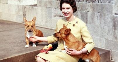 A brit uralkodó utolsó corgi kutyája is elpusztult