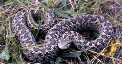 Megmarta a vipera