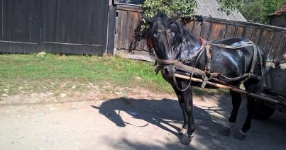 Hangyás őszi séta, paripás összhang