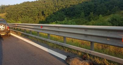 Újabb medvét gázoltak halálra az A1-es autópályán
