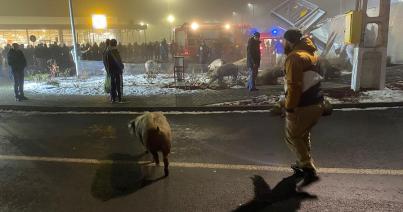 Százkilencven sertést szállító kamion borult fel Bánffyhunyadon
