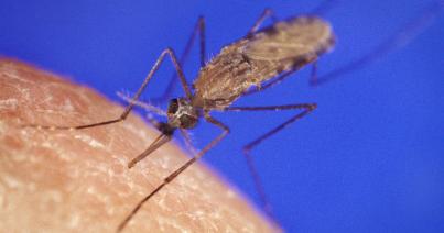 A malária ellen teljes védelmet nyújtó mikrobát fedeztek fel