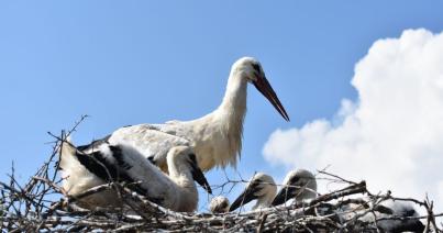 Gólyaélet Magyarfenesen:  idén sem maradt el a gyűrűzés