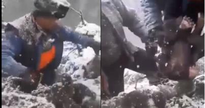 Folytatják a nyomozást a medvebocsok ügyében