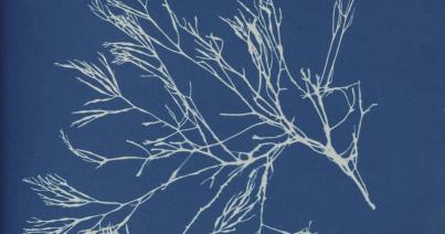 Hétfőikép - Anna Atkins: Dictyota atomaria