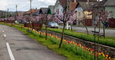 Több mint ötvenezer tulipán Kalotaszentkirályon