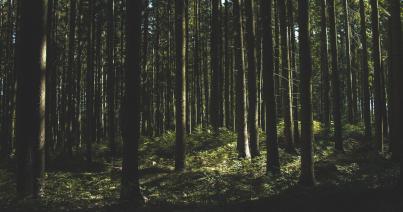 Tánczos Barna: indul Románia legátfogóbb erdőtelepítési kampánya