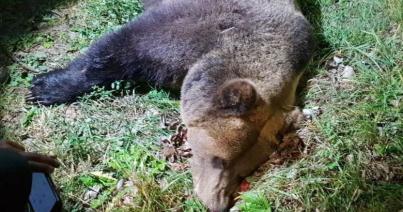 Jóváhagyták a közel félezer medve kilövését engedélyező megelőzési kvótát