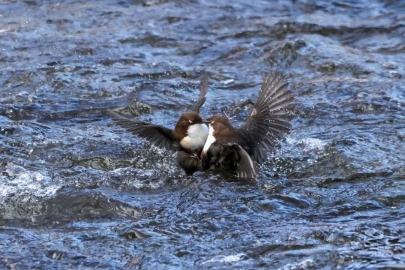 (Fotó: Poósz Alex)