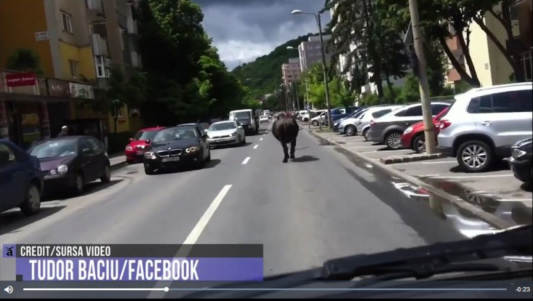 VIDEÓ - Rémült bivalyt kergettek Kolozsváron
