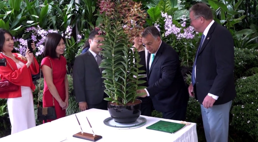 Orchideát neveztek el Orbán Viktorról