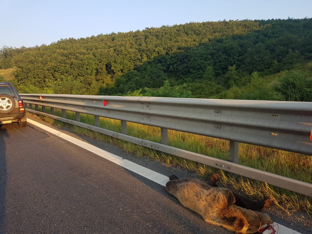 Újabb medvét gázoltak halálra az A1-es autópályán