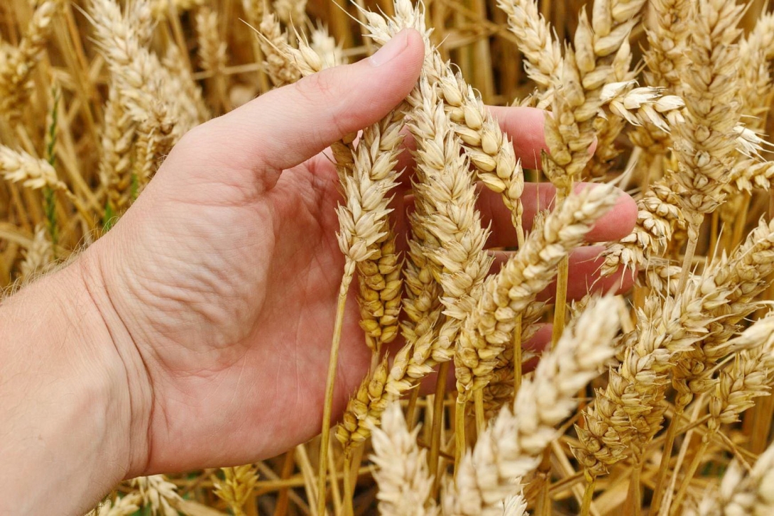 Jelentős károkat okozott a szárazság, de exportra is jut a búzatermésből